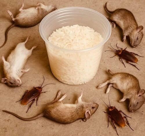 Natural Ways to Keep Rats and Cockroaches Away from Your Home: How Rice and Other Simple Remedies Can Help